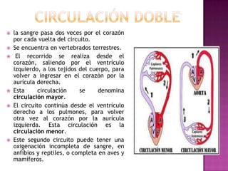  la sangre pasa dos veces por el corazón
por cada vuelta del circuito.
 Se encuentra en vertebrados terrestres.
 El recorrido se realiza desde el
corazón, saliendo por el ventrículo
izquierdo, a los tejidos del cuerpo, para
volver a ingresar en el corazón por la
aurícula derecha.
 Esta circulación se denomina
circulación mayor.
 El circuito continúa desde el ventrículo
derecho a los pulmones, para volver
otra vez al corazón por la aurícula
izquierda. Esta circulación es la
circulación menor.
 Este segundo circuito puede tener una
oxigenación incompleta de sangre, en
anfibios y reptiles, o completa en aves y
mamíferos.
 