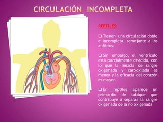 REPTILES:
 Tienen una circulación doble
e incompleta, semejante a los
anfibios.
 Sin embargo, el ventrículo
está parcialmente dividido, con
lo que la mezcla de sangre
oxigenada y carboxilada es
menor y la eficacia del corazón
es mayor.
 En reptiles aparece un
primordio de tabique que
contribuye a separar la sangre
oxigenada de la no oxigenada
 