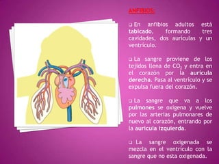 ANFIBIOS:
 En anfibios adultos está
tabicado, formando tres
cavidades, dos aurículas y un
ventrículo.
 La sangre proviene de los
tejidos llena de CO2 y entra en
el corazón por la aurícula
derecha. Pasa al ventrículo y se
expulsa fuera del corazón.
 La sangre que va a los
pulmones se oxigena y vuelve
por las arterias pulmonares de
nuevo al corazón, entrando por
la aurícula izquierda.
 La sangre oxigenada se
mezcla en el ventrículo con la
sangre que no esta oxigenada.
 