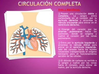 Aves y Mamíferos:
 Poseen una circulación doble y
completa. La sangre entra
carboxilada en el corazón por la
aurícula derecha y atraviesa la
válvula tricúspide para entrar en el
ventrículo derecho.
 Emerge del corazón por las
arterias pulmonares hacia los
pulmones, donde se oxigena y
vuelve al corazón por las venas
pulmonares.
 Entra por la aurícula izquierda y
atraviesa la válvula mitral para
entrar en el ventrículo izquierdo.
Sale del corazón hacia los tejidos
corporales transportando el oxígeno
necesario para el funcionamiento
aerobio de las células.
 El dióxido de carbono es vertido a
la sangre y vuelve por las venas
hacia el corazón, para entrar de
nuevo, por la aurícula derecha.
 