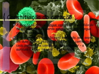 Constituição do coração
À direita só circula sangue venoso (rico em dióxido
de carbono) e à esquerda sangue arterial (sangue
rico em oxigénio).
Internamente o coração está separado, pelo septo,
em duas partes - esquerda e direita -, contendo,
cada parte, duas cavidades; uma superior - a
aurícula - e uma inferior - o ventrículo.
 