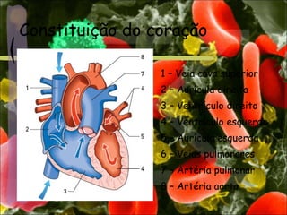 Constituição do coração
1 – Veia cava superior
2 – Aurícula direita
3 – Ventrículo direito
4 – Ventrículo esquerdo
5 – Aurícula esquerda
6 – Veias pulmonares
7 – Artéria pulmonar
8 – Artéria aorta
 