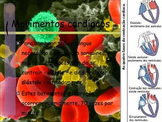 Movimentos cardíacos
Para bombear todo o sangue
necessário à circulação sanguínea, os
músculos cardíacos têm de se
contrair - sístole - e de se relaxar -
diástole - ritmadamente.
Estes batimentos do coração
ocorrem, normalmente, 70 vezes por
minuto.
 