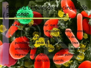 Pequena circulação ou circulação
pulmonar
A circulação pulmonar, que se inicia no
ventrículo direito e impulsiona o sangue venoso,
para a artéria pulmonar, na direcção dos
pulmões, local onde se dá a hematose (nos
alvéolos pulmonares). Depois, o sangue arterial
regressa ao coração, pelas veias pulmonares,
entrando pela aurícula esquerda.
 