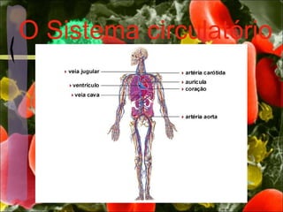 O Sistema circulatório
 
