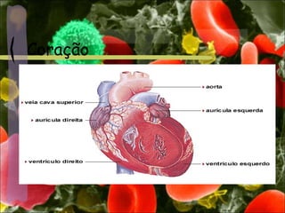 Coração
 
