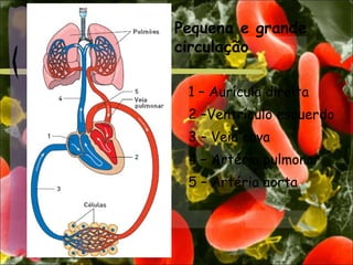 1 – Aurícula direita
2 –Ventrículo esquerdo
3 – Veia cava
4 – Artéria pulmonar
5 – Artéria aorta
Pequena e grande
circulação
 