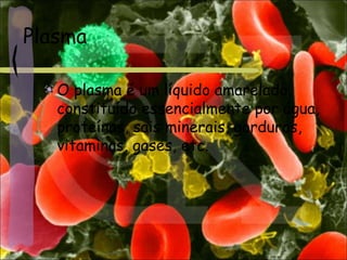 Plasma
O plasma é um líquido amarelado,
constituído essencialmente por água,
proteínas, sais minerais, gorduras,
vitaminas, gases, etc.
 