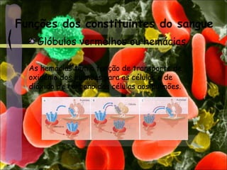 Funções dos constituintes do sangue
Glóbulos vermelhos ou hemácias
As hemácias têm a função de transporte de
oxigénio dos pulmões para as células e de
dióxido de carbono das células aos pulmões.
 