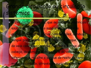 Grande circulação ou circulação
sistémica
A circulação sistémica, que se inicia no ventrículo
esquerdo, impulsiona o sangue para a artéria
aorta e, através de várias ramificações, conduz o
sangue para todo o corpo. Depois, o sangue, vindo
da veia cava superior, que recolhe o sangue da
cabeça, dos braços e do peito, e da veia cava
inferior, que recolhe o sangue do resto do corpo,
entra no coração, através da aurícula direita.
 