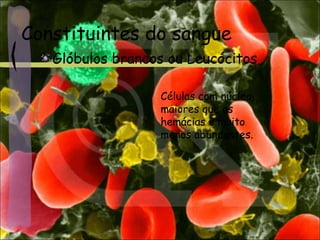 Constituintes do sangue
Glóbulos brancos ou Leucócitos
Células com núcleo,
maiores que as
hemácias e muito
menos abundantes.
 