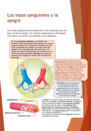 Los vasos sanguíneos y la
sangre
Los vasos sanguíneos corresponden a los conductos por los
que circula la sangre. En nuestro organismo se distinguen
tres tipos: las venas, las arterias y los capilares.
En la circulación sistémica, las VENAS son
aquellos vasos sanguíneos que ingresan al corazón
y que transportan la sangre que contiene un alto
nivel de dióxido de carbono y un bajo nivel de
oxígeno. Son representadas de color azul. Las
venas son menos elásticas que las arterias y en su
interior poseen pequeñas válvulas que evitan el
retorno de la sangre por efecto de la fuerza de
gravedad.
En la circulación sistémica, las
ARTERIAS son aquellos vasos que
salen del corazón para transportar la
sangre rica en oxígeno a los tejidos
y órganos. Son representadas de
color rojo. Se caracterizan por su
gruesa pared formada por tres
capas de tejidos, una de las cuales
es del tipo muscular, hecho que le
otorga resistencia y elasticidad.
CAPILARES: son vasos sanguíneos
muy pequeños en comparación
con las arterias y venas. Sus
paredes poseen una sola capa de
células. Esto facilita, por ejemplo,
el intercambio de oxígeno y
dióxido de carbono en los capilares
que recubren los alvéolos.
plaquetas plasma
Glóbulos rojos
Glóbulos blancos
La sangre es un tejido formado por distintos elementos,
tales como el plasma y elementos figurados. El plasma es
la parte líquida de la sangre, y los elementos figurados
son distintos tipos de células, como glóbulos rojos,
glóbulos blancos y fragmentos celulares. Los glóbulos
rojos cumplen la función de llevar oxígeno a los tejidos y
a los órganos, y los glóbulos blancos son los responsables
de la defensa del organismo.
Los fragmentos celulares llamados plaquetas ayudan a la
coagulación de la sangre.
 
