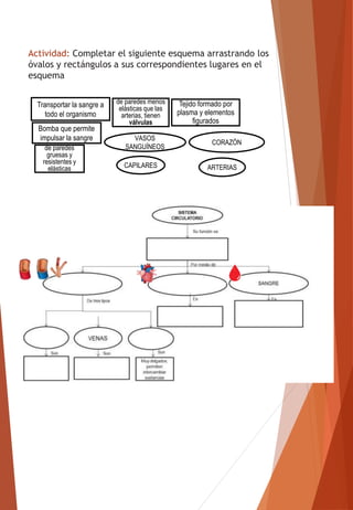Actividad: Completar el siguiente esquema arrastrando los
óvalos y rectángulos a sus correspondientes lugares en el
esquema
de paredes
gruesas y
resistentes y
elásticas
Tejido formado por
plasma y elementos
figurados
Transportar la sangre a
todo el organismo
de paredes menos
elásticas que las
arterias, tienen
válvulas
Bomba que permite
impulsar la sangre
ARTERIAS
CAPILARES
CORAZÓN
VASOS
SANGUÍNEOS
 