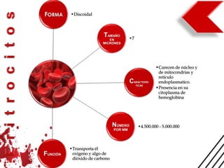 FORMA     •Discoidal



                          TAMAÑO         •7
                            EN
                         MICRONES




                                                        •Carecen de núcleo y
                                                         de mitocondrias y
                                                         retículo
                                         CARACTERÍS-     endoplasmatico.
                                              TICAS
                                                        •Presencia en su
                                                         citoplasma de
                                                         hemoglobina




                                NÚMERO         •4.500.000 - 5.000.000
                                POR MM




          •Transporta él
FUNCIÓN    oxigeno y algo de
           dióxido de carbono
 