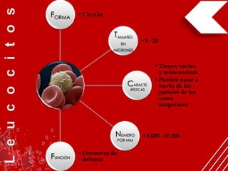 FORMA     • Circular


                       TAMAÑO
                           EN
                                      • 8 - 20
                       MICRONES



                                            • Tienen núcleo
                                              y mitocondrias
                                            • Pueden pasar a
                                CARACTE       través de las
                                -RÍSTICAS
                                              paredes de los
                                              vasos
                                              sanguíneos




                       NÚMERO          • 6.000 - 10.000
                        POR MM


          • Elementos de
FUNCIÓN     defensa
 