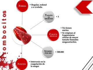 • Regular, redond
FORMA       a u ovalada.


                           TAMAÑO
                              EN      •3
                           MICRONES




                                           • No tienen
                                             núcleo
                                           • Se originan al
                               CARACTE       fragmentarse
                               -RÍSTICAS
                                             células de mayor
                                             tamaño llamados
                                             megacariocitos.



                          NÚMERO      • 300.000
                           POR MM




          • Intervenir en la
FUNCIÓN     coagulación de
            la sangre
 
