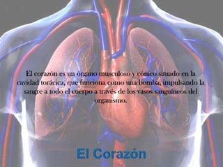 El corazón es un órgano musculoso y cónico situado en la
cavidad torácica, que funciona como una bomba, impulsando la
  sangre a todo el cuerpo a través de los vasos sanguíneos del
                           organismo.
 