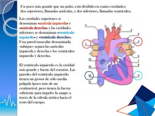 Un poco más grande que un puño, está dividido en cuatro cavidades:
dos superiores, llamadas aurículas, y dos inferiores, llamadas ventrículos.
Las cavidades superiores se
denominan «aurícula izquierda» y
«aurícula derecha» y las cavidades
inferiores se denominan «ventrículo
izquierdo» y «ventrículo derecho».
Una pared muscular denominada
«tabique» separa las aurículas
izquierda y derecha y los ventrículos
izquierdo y derecho.

El ventrículo izquierdo es la cavidad
más grande y fuerte del corazón. Las
paredes del ventrículo izquierdo
tienen un grosor de sólo media
pulgada (poco más de un
centímetro), pero tienen la fuerza
suficiente para impeler la sangre a
través de la válvula aórtica hacia el
resto del cuerpo.
 