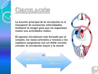 La función principal de la circulación es el
transporte de sustancias vehiculizadas
mediante la sangre para que un organismo
realice sus actividades vitales.

El aparato circulatorio está formado por el
corazón, los vasos arteriales y venosos y los
capilares sanguíneos con un doble circuito
cerrado: la circulación mayor y la menor



     Circulación
       Menor             Circulación
                            Mayor
 