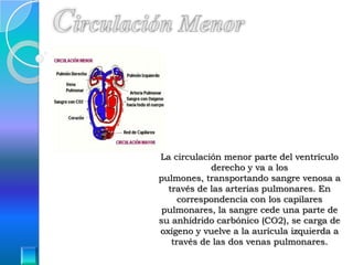 La circulación menor parte del ventrículo
            derecho y va a los
pulmones, transportando sangre venosa a
  través de las arterias pulmonares. En
     correspondencia con los capilares
 pulmonares, la sangre cede una parte de
su anhídrido carbónico (CO2), se carga de
oxígeno y vuelve a la aurícula izquierda a
   través de las dos venas pulmonares.
 
