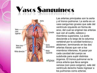 Vasos Sanguíneos
           Las arterias principales son la aorta
           y el tronco pulmonar. La aorta es un
           vaso sanguíneo grueso que sale del
           ventrículo izquierdo en forma de
           arco, del cual se originan las arterias
           que van al cuello, cabeza y
           miembros superiores. La aorta
           desciende a lo largo de la columna
           vertebral por la cavidad torácica y
           abdomen, terminando en las dos
           arterias ilíacas que van a los
           miembros inferiores. Al pasar por
           cada cavidad del cuerpo se
           subdivide para suplir distintos
           órganos. El tronco pulmonar es la
           única arteria que lleva sangre
           venosa (con poco oxígeno), sale del
           ventrículo derecho hasta ingresar a
           los pulmones como arterias
 