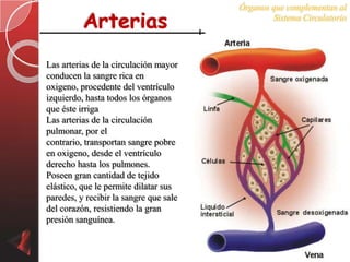 Órganos que complementan al

          Arterias                              Sistema Circulatorio




Las arterias de la circulación mayor
conducen la sangre rica en
oxigeno, procedente del ventrículo
izquierdo, hasta todos los órganos
que éste irriga
Las arterias de la circulación
pulmonar, por el
contrario, transportan sangre pobre
en oxigeno, desde el ventrículo
derecho hasta los pulmones.
Poseen gran cantidad de tejido
elástico, que le permite dilatar sus
paredes, y recibir la sangre que sale
del corazón, resistiendo la gran
presión sanguínea.
 
