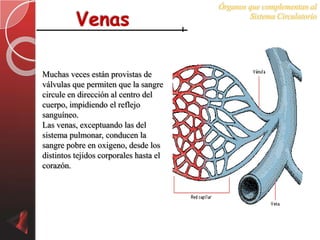 Órganos que complementan al

          Venas                                 Sistema Circulatorio




Muchas veces están provistas de
válvulas que permiten que la sangre
circule en dirección al centro del
cuerpo, impidiendo el reflejo
sanguíneo.
Las venas, exceptuando las del
sistema pulmonar, conducen la
sangre pobre en oxigeno, desde los
distintos tejidos corporales hasta el
corazón.
 