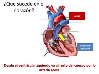 Desde el ventrículo izquierdo va al resto del cuerpo por la
arteria aorta.
¿Que sucede en el
corazón?
Ventrículo
izquierdo
Aorta
 