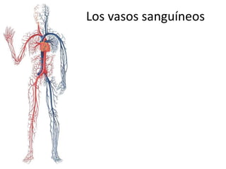 Los vasos sanguíneos
 