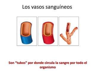 Son “tubos” por donde circula la sangre por todo el
organismo
Los vasos sanguíneos
 
