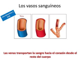 Las venas transportan la sangre hacia el corazón desde el
resto del cuerpo
Los vasos sanguíneos
 