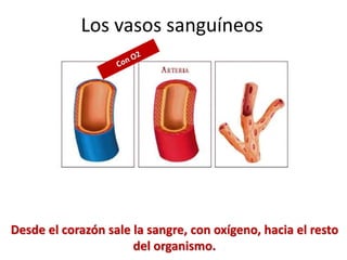 Desde el corazón sale la sangre, con oxígeno, hacia el resto
del organismo.
Los vasos sanguíneos
 