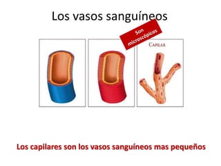Los capilares son los vasos sanguíneos mas pequeños
Los vasos sanguíneos
 