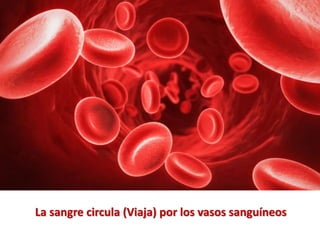 La sangre circula (Viaja) por los vasos sanguíneos
 