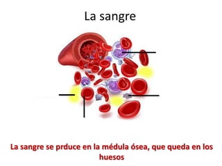 La sangre se prduce en la médula ósea, que queda en los
huesos
La sangre
 