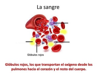 Glóbulos rojos, los que transportan el oxígeno desde los
pulmones hacia el corazón y el resto del cuerpo.
La sangre
 