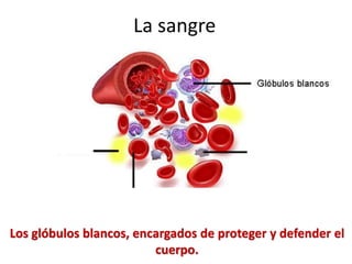 Los glóbulos blancos, encargados de proteger y defender el
cuerpo.
La sangre
 