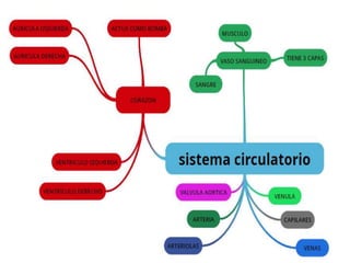 Sistema circulatorio