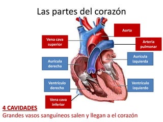 4 CAVIDADES
Grandes vasos sanguíneos salen y llegan a el corazón
Aurícula
derecha
Aurícula
izquierda
Ventrículo
izquierdo
Ventrículo
derecho
Vena cava
superior
Aorta
Arteria
pulmonar
Vena cava
inferior
Las partes del corazón
 