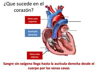 Sangre sin oxígeno llega hasta la aurícula derecha desde el
cuerpo por las venas cavas
Vena cava
superior
Vena cava
inferior
¿Que sucede en el
corazón?
Aurícula
derecha
 