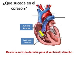 Desde la aurícula derecha pasa al ventrículo derecho
Aurícula
derecha
Ventrículo
derecho
¿Que sucede en el
corazón?
 
