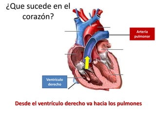 Desde el ventrículo derecho va hacia los pulmones
Ventrículo
derecho
¿Que sucede en el
corazón?
Arteria
pulmonar
 
