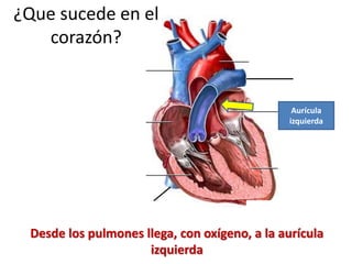 Desde los pulmones llega, con oxígeno, a la aurícula
izquierda
¿Que sucede en el
corazón?
Aurícula
izquierda
 