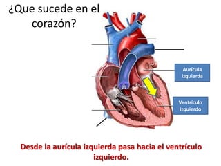 Desde la aurícula izquierda pasa hacia el ventrículo
izquierdo.
¿Que sucede en el
corazón?
Aurícula
izquierda
Ventrículo
izquierdo
 