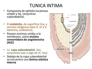 Sistema circulatorio - Histología | PPTX
