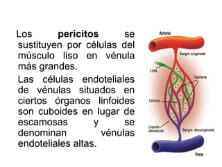 Sistema circulatorio - Histología