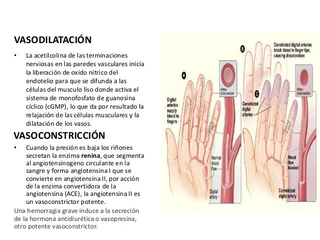 Sistema circulatorio Histología