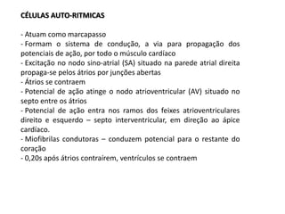 CÉLULAS AUTO-RITMICAS
- Atuam como marcapasso
- Formam o sistema de condução, a via para propagação dos
potenciais de ação, por todo o músculo cardíaco
- Excitação no nodo sino-atrial (SA) situado na parede atrial direita
propaga-se pelos átrios por junções abertas
- Átrios se contraem
- Potencial de ação atinge o nodo atrioventricular (AV) situado no
septo entre os átrios
- Potencial de ação entra nos ramos dos feixes atrioventriculares
direito e esquerdo – septo interventricular, em direção ao ápice
cardíaco.
- Miofibrilas condutoras – conduzem potencial para o restante do
coração
- 0,20s após átrios contraírem, ventrículos se contraem
 
