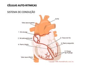 CÉLULAS AUTO-RITMICAS
SISTEMA DE CONDUÇÃO
 