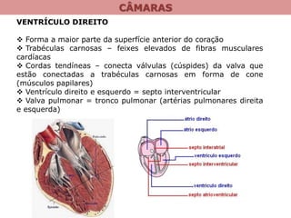 CÂMARAS
VENTRÍCULO DIREITO
 Forma a maior parte da superfície anterior do coração
 Trabéculas carnosas – feixes elevados de fibras musculares
cardíacas
 Cordas tendíneas – conecta válvulas (cúspides) da valva que
estão conectadas a trabéculas carnosas em forma de cone
(músculos papilares)
 Ventrículo direito e esquerdo = septo interventricular
 Valva pulmonar = tronco pulmonar (artérias pulmonares direita
e esquerda)
 